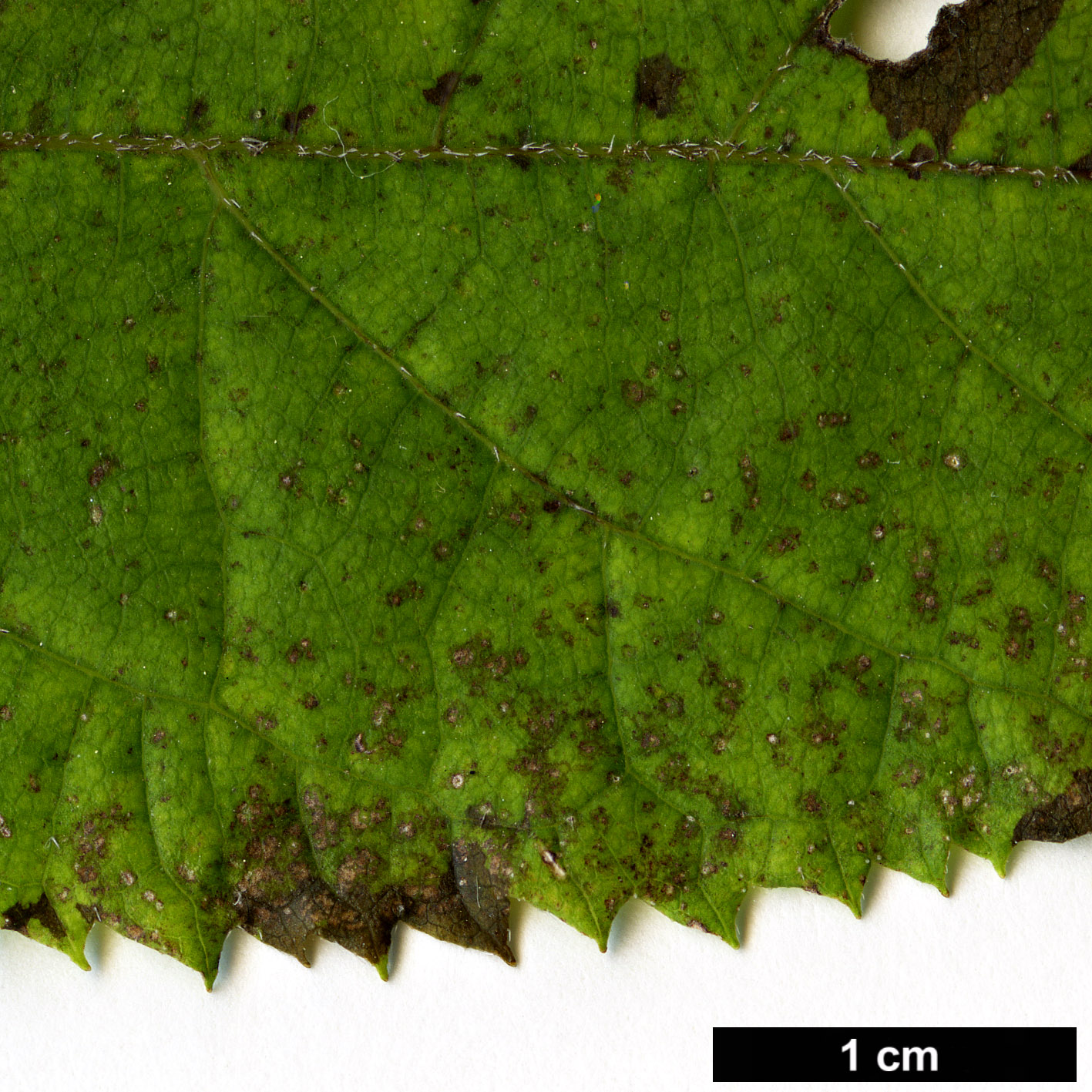 High resolution image: Family: Hydrangeaceae - Genus: Hydrangea - Taxon: heteromalla - SpeciesSub: Bretschneideri Group